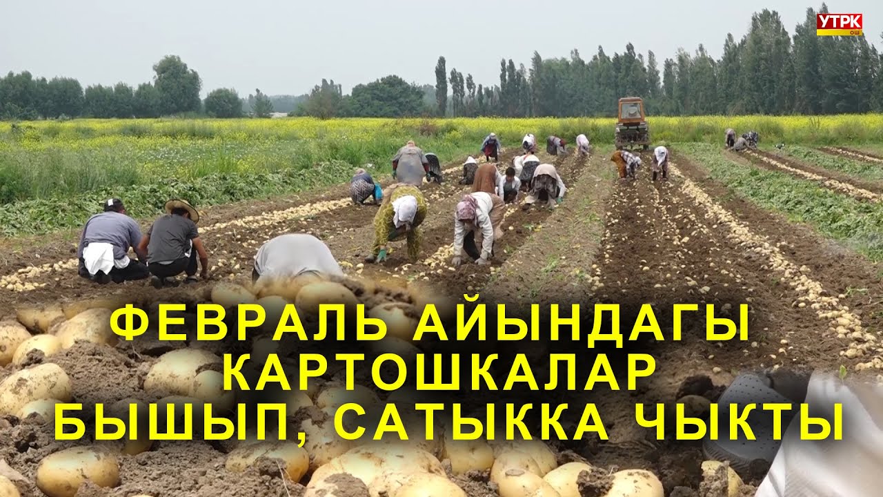 АРАВАНДА КАРТОШКА БЫШТЫ   БААСЫ  20-60 СОМ БОЛУП ЖАТАТ