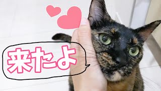朝はパパに撫でてほしくて後追いするサビ猫