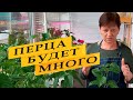 Перца будет много, если сделаете так