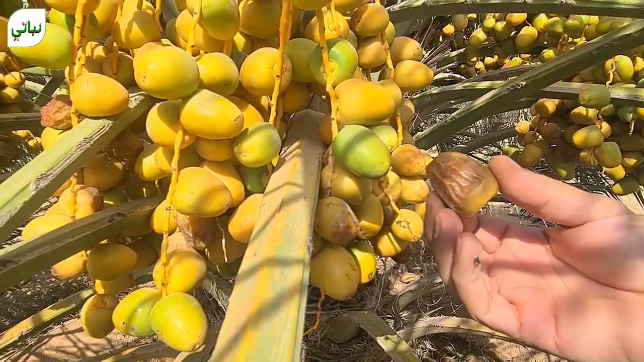 النخيل / خف الثمار/ درجات الصنف الواحد /تأثير حالة الطقس /عمليات الري/ أمين الرواف