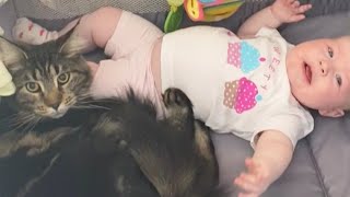 Adorable Cat Calms Down Crying Baby