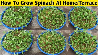 How To Grow Spinach At Home | Winter Vegetables