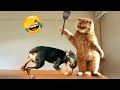 Funniest Animal Moments 2022 😂 Funniest Cats and Dogs 🐶😸 Ep 07 | Cute Buddy