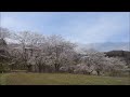 野土山（桜の里）