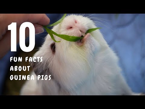 वीडियो: गिनी सूअरों के बारे में 20 तथ्य