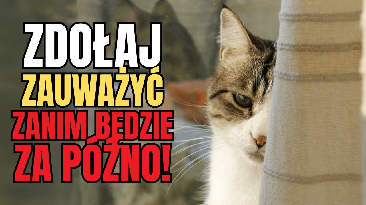 10 oznak bólu u kota: jak prosi o pomoc bez miauczenia!