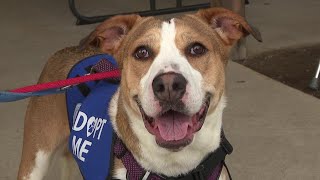 29th Annual SPCA Ride to benefit Luzerne County SPCA