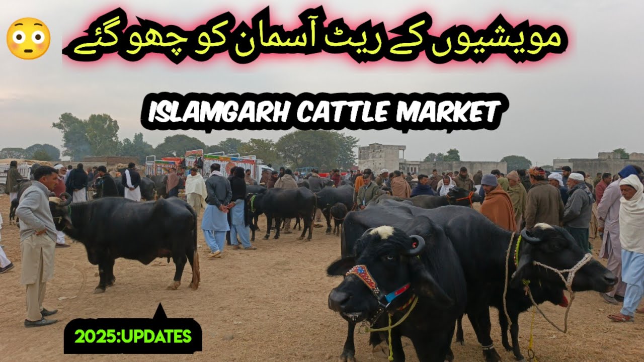 Islamgarh Cattle Market 2025 | Livestock Prices Sky High Today | Des Pardes |