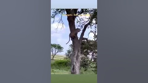 😳😳😳 Lion attack on leopard when leopard try to climb tree @Wildlife_Biology #youtubeshorts