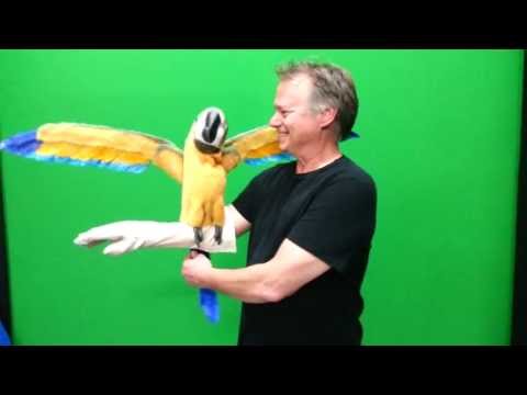 Blue & Gold REAL MACAW Parrot Puppet from Axtell