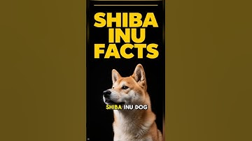 SHIBA INU 101 ✅ Leuke informatie over Japanse rassen en video met de beste trainingstips die u mo...