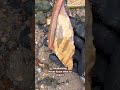#mudlarking #mudlark #treasuresearch #mudlarkingfinds