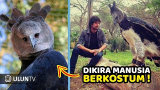 Dikira Manusia Berkostum! 10 Burung Elang Terbesar Dan Terkuat Di Dunia