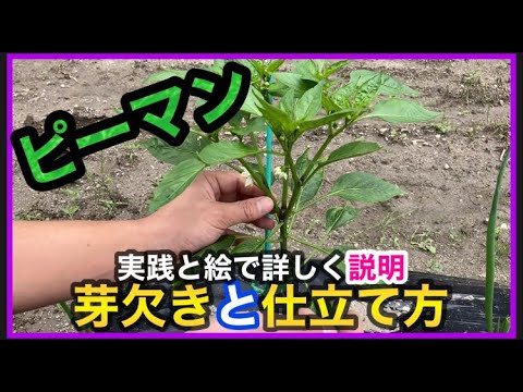 ピーマン 芽かきと摘果 ２本仕立て ３本仕立てのやり方編 How To Grow Bell Peppers Youtube