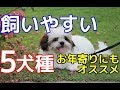 【愛犬のための知識】飼いやすい５犬種・お年寄りにもオススメ【犬を知る】