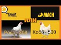 ЧТО ЛУЧШЕ??? / РОСС или КОББ / Best или Mach / ВЕС В 30 ДНЕЙ