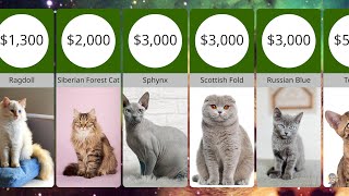 Top 20 Most Expensive Cat Breeds in the World