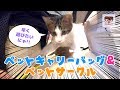 【子猫】お泊まり用にペットキャリーバッグとペットサークル購入しました！ Pet carry bag and pet circle【#1301】