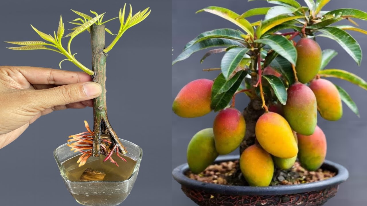 How To Grow Mango Tree From Cutting / Using Organic Rooting Hormone ...