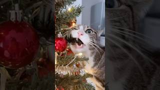 Cats Vs Christmas Tree