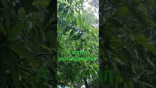#naturaleza para dormir profundamente, llueve en RD, AS