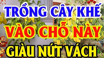 Vị Trí Phong Thủy Tốt Nhất Để Trồng Cây Khế: Chỉ 1 Cây Nhỏ Giúp Sẽ Gia Chủ Sung Túc |CỔ NHÂN TÀI VẬN