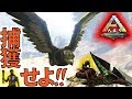 ARK　PS4版＃３４アルゲンタヴィスを捕獲せよ！Yロウのアークサバイバルエボルブド