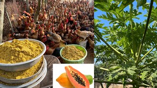 Uses of papaya leaves in chicken farming  how to prepare  chicken farm