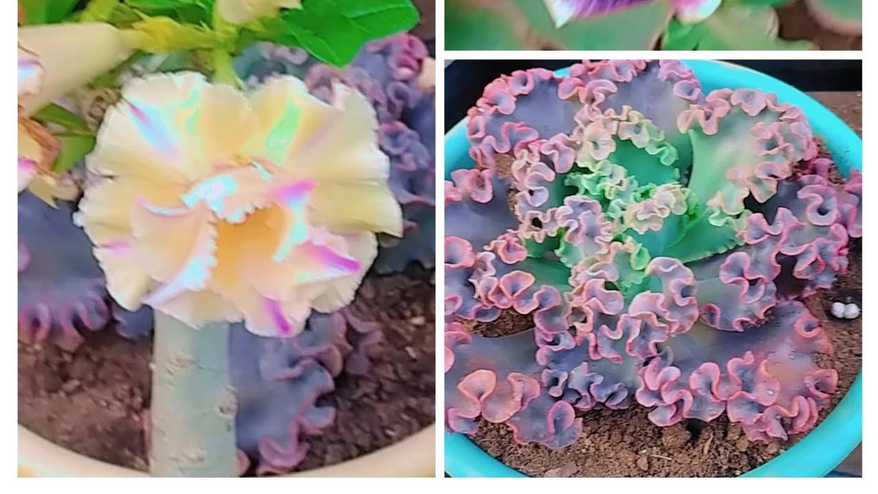 replante/suculenta chocolate ruff +novidade para o cantinho! - YouTube