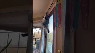 Cat Climbs Curtains with Ease