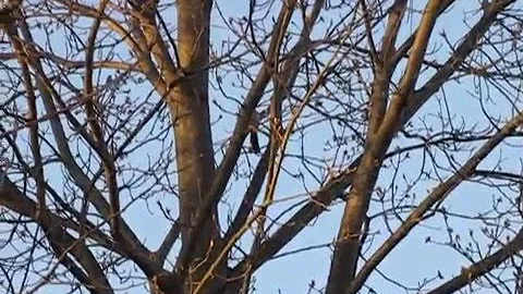 Northern Mockingbird Singing (2)