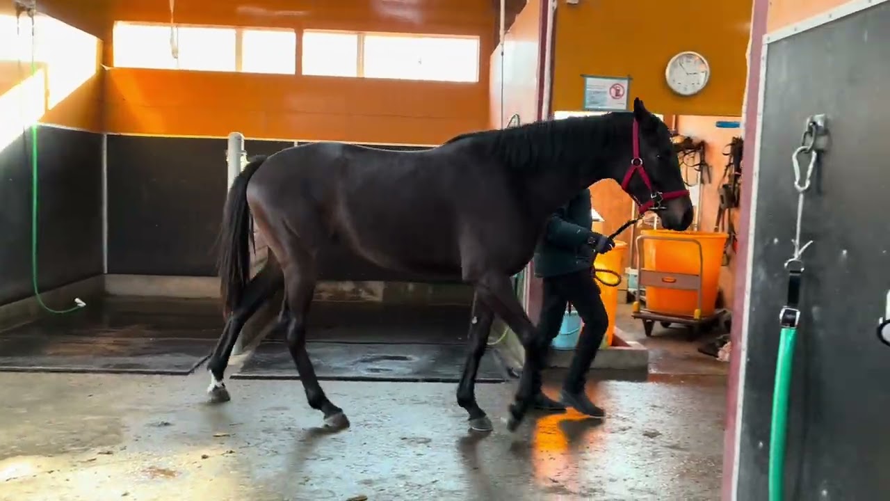 ディフィレイア（ウェルアウェイ2024）260219撮影　森本スティーブル在厩