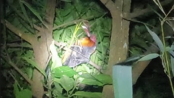 Tua qaib qus pw chaw 3/4/2025