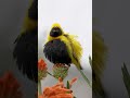 Soothing Bird Sounds to Relax/Study To | San Diego Zoo ZOOthing Tunes Nature Sounds