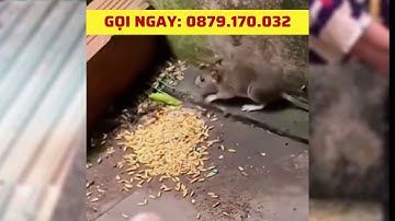 BẢ DIỆT CHUỘT SINH HỌC BROMA 0,005AB - Ngang - VD01