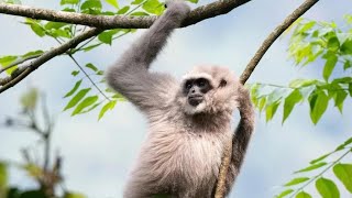 JAVA MONKEY SOUND EFFECT/EFEK SUARA OWA JAWA