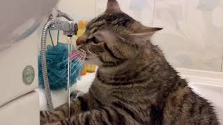 Кот пьёт воду с крана.
