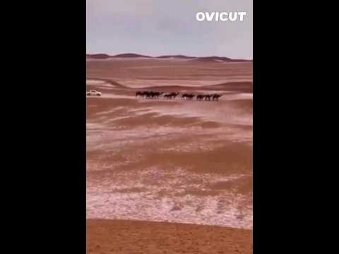 سبحان الله مشهد الب ر د في صحراء السعودية مع الجمال روعة 19 3 2023 شمال نجران