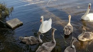 Лебеди. Национальный парк Браславские озёра, стоянка &quot;Обсерватория&quot;