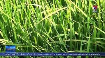 Hạn mặn khốc liệt nhất từ trước đến nay ở Gò Công Đông