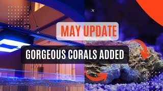 Jawdropping Update On My Reef Aquarium In May 2024!