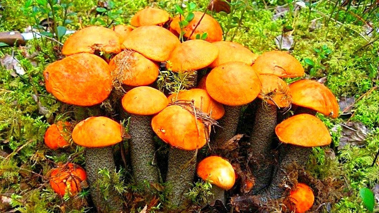 Грибы Полянами! Нетронутый Лес Усеян Грибами! Грибник Нашел Грибной Рай! Сбор грибов 2025