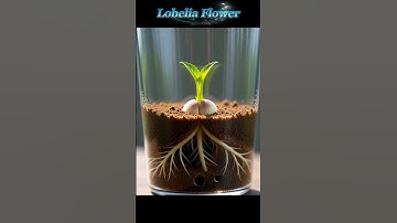 Lobelia Flower Seed To Bloom p☘️Ultra-Realistic Plant Growth Timelapse | Transparent Pot Cinematic.