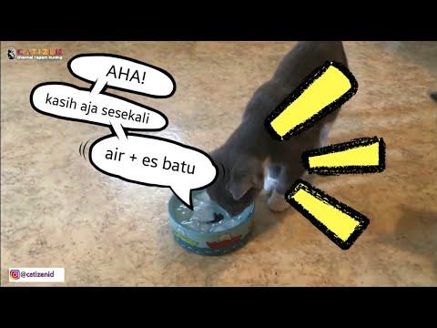 Video: Sekiranya Kucing Tidak Minum Air