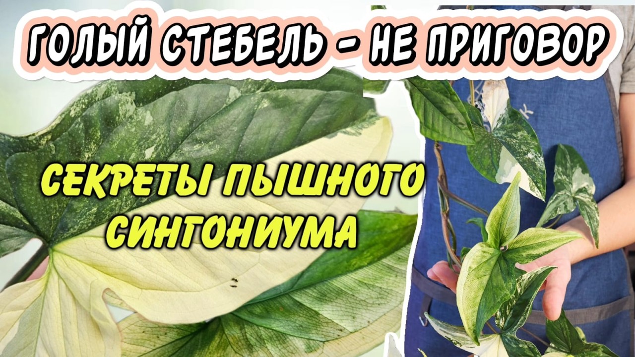 Голый стебель – не приговор! Секрет пышного куста для ароидных растений