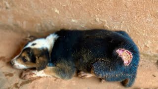 Puppies Rescued From Cave With Maggots, No Food and Water