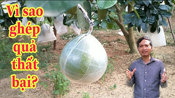 Nguyên nhân ghép quả bưởi thất bại_Bưởi Rỏn 0989928949