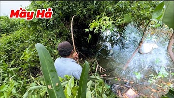 Câu Thác Lác Cườm Gặp Điểm Quá Khó Pha Đóng Cá Ấn Tượng / Định Nguyễn Hậu Giang