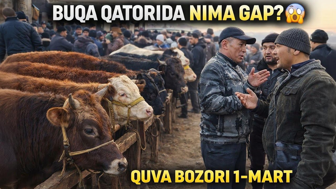QUVA BOZORI 🔥😱KOTTA-KICHIK BUQA NARXLARI ÓZIZ KÓRING ÓZGARGANMI?😱😱😱1 марта 2026 г.