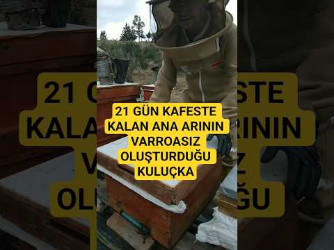Ana Arının Yavru tatili Bitti varroasız kuluçkası. #arıcılık